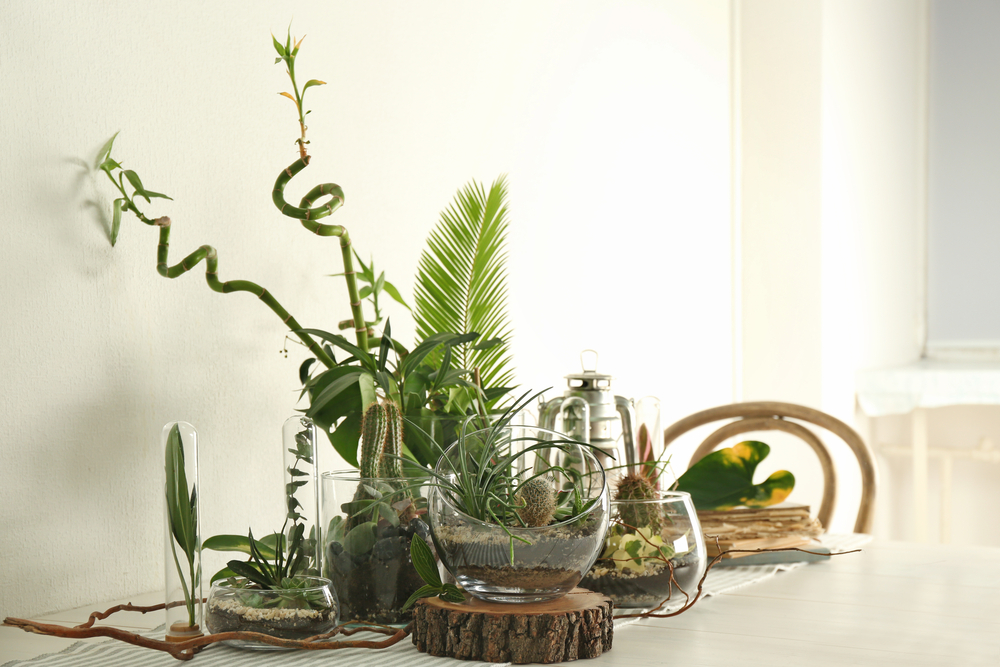 plantas para decorar archivos - TotMagazine by Assegur Andorra