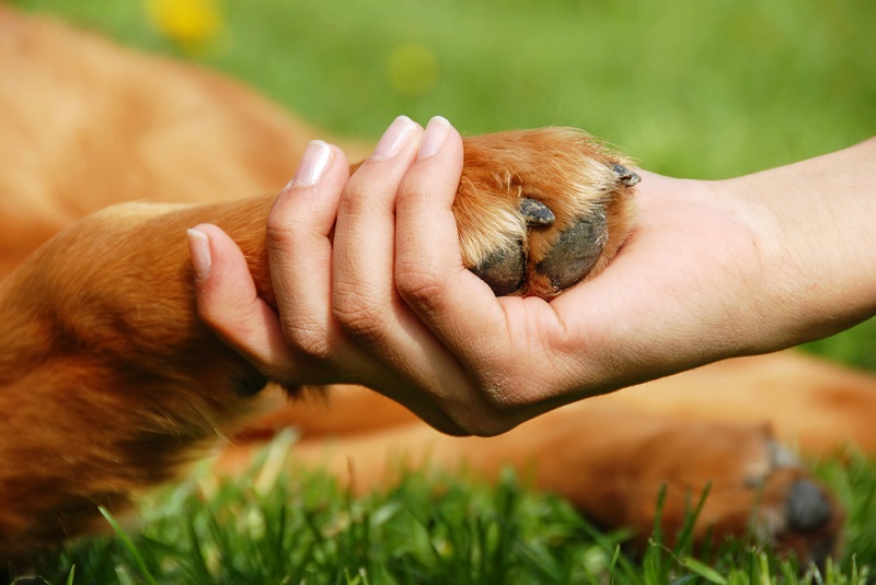 guardería canina