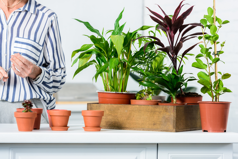 Tres plantes d'interior per decorar la teva llar i com cuidar-les