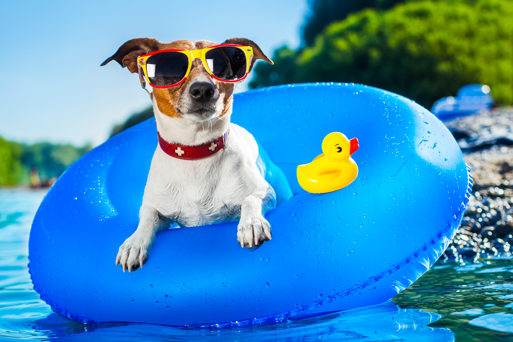 ¿Qué hacer con tu mascota durante las vacaciones? | ¿Dónde dejarla?