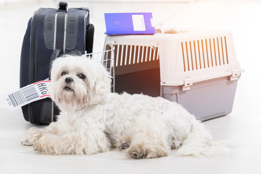 3 transportines para perros que van genial para cualquier viaje