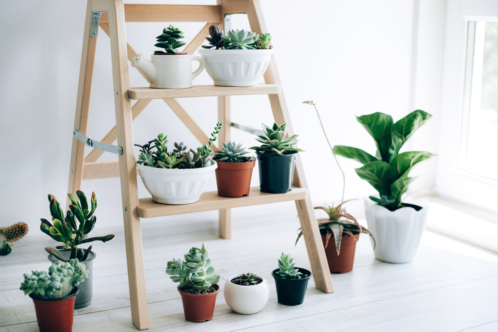 Descubre la mejor forma de cómo decorar con plantas tu hogar decorar con plantas tu hogar