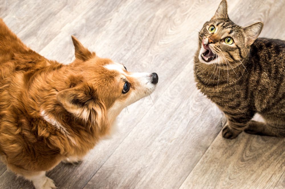 10-consells-per-millorar-la-convivencia-del-gos-i-el-gat