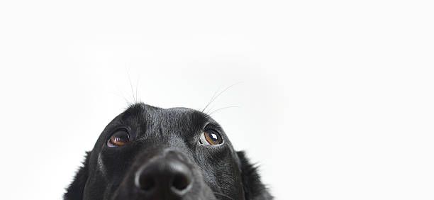 ¿Por-que-adoptar-un-perro-Los-beneficios-para-tu-salud-y-la-de-tu-familia