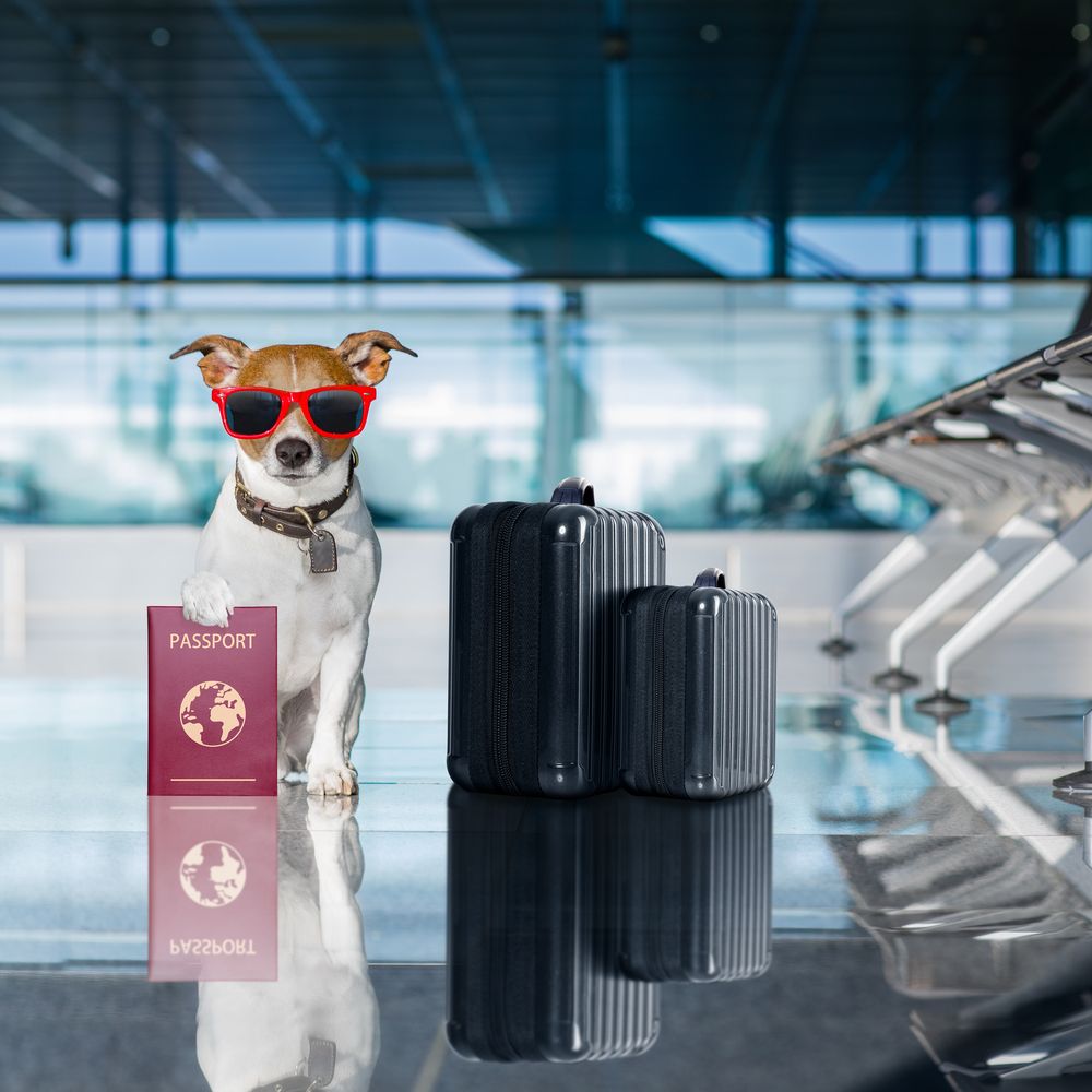 ¿Que-documentacion-necesito-para-viajar-en-avion-con-mi-perro