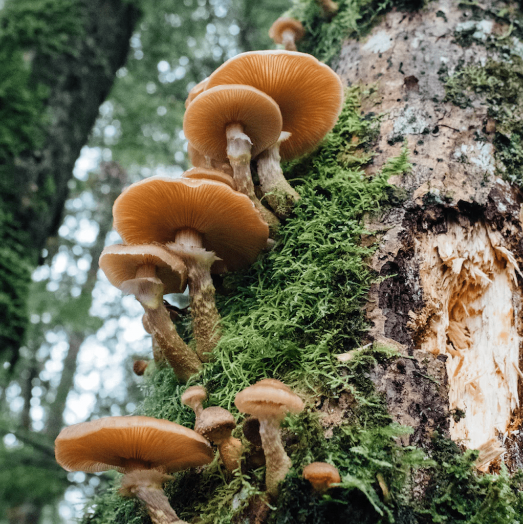 Guía per anar a collir bolets a Andorra